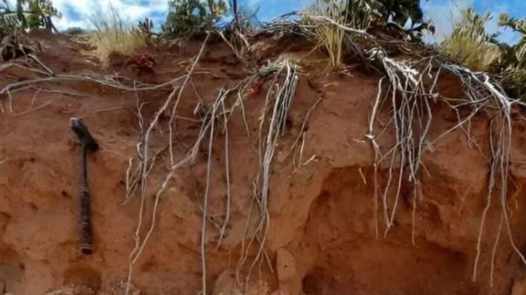 World's Oldest Termite Mound Is 34,000 Years Old
